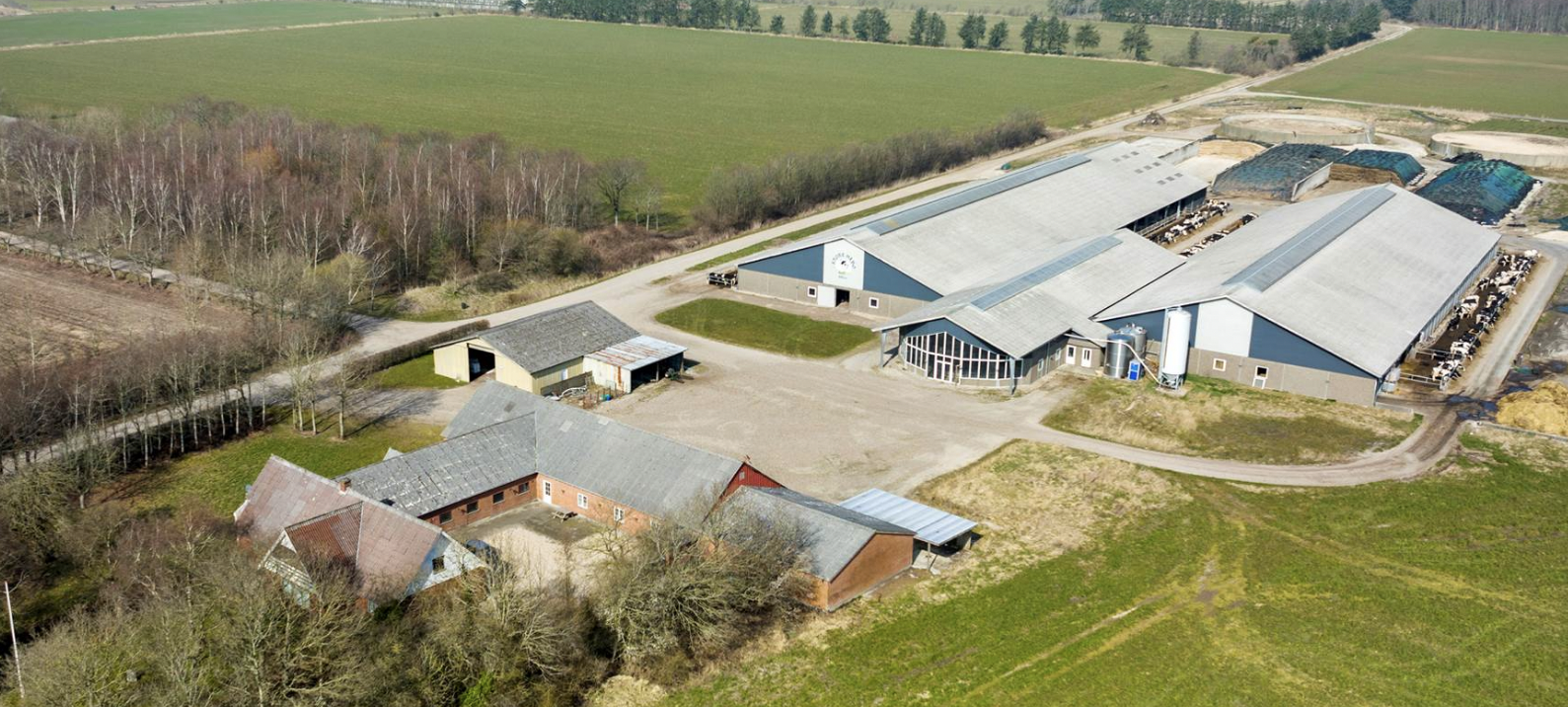 Denemarken blijft populair onder Nederlandse melkvee- en akkerbouwers die willen emigreren 